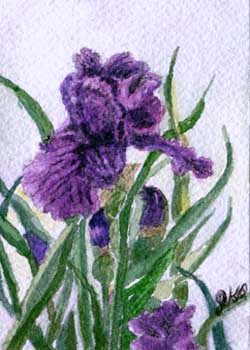 "Purple Iris" by Jane Kraeuche Olson, New Glarus WI - Watercolor